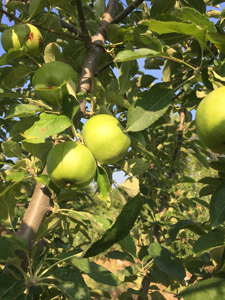 The Rhode Island Greening is the state's official fruit