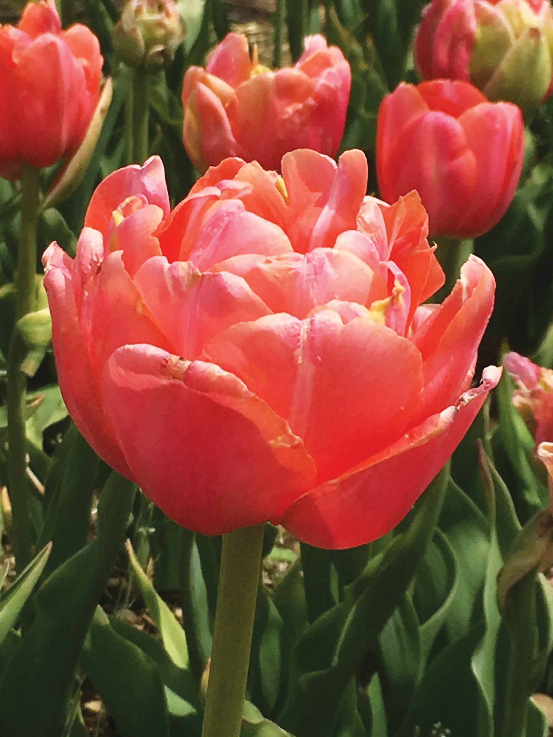 Pick a tulip (or two) at Wicked Tulips