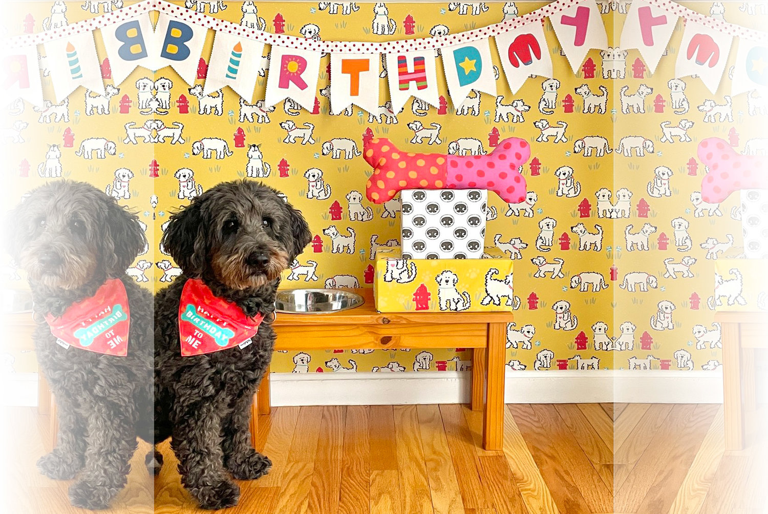 Shaban’s pup Oscar poses in a birthday bandana