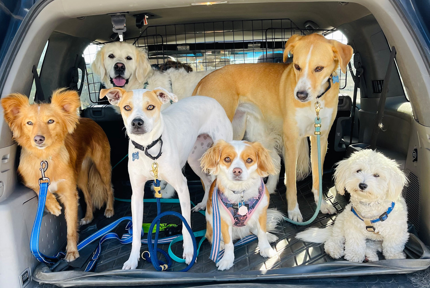 Furry clients hop into Denise DiGangi’s car for a fun-filled Newport day trip