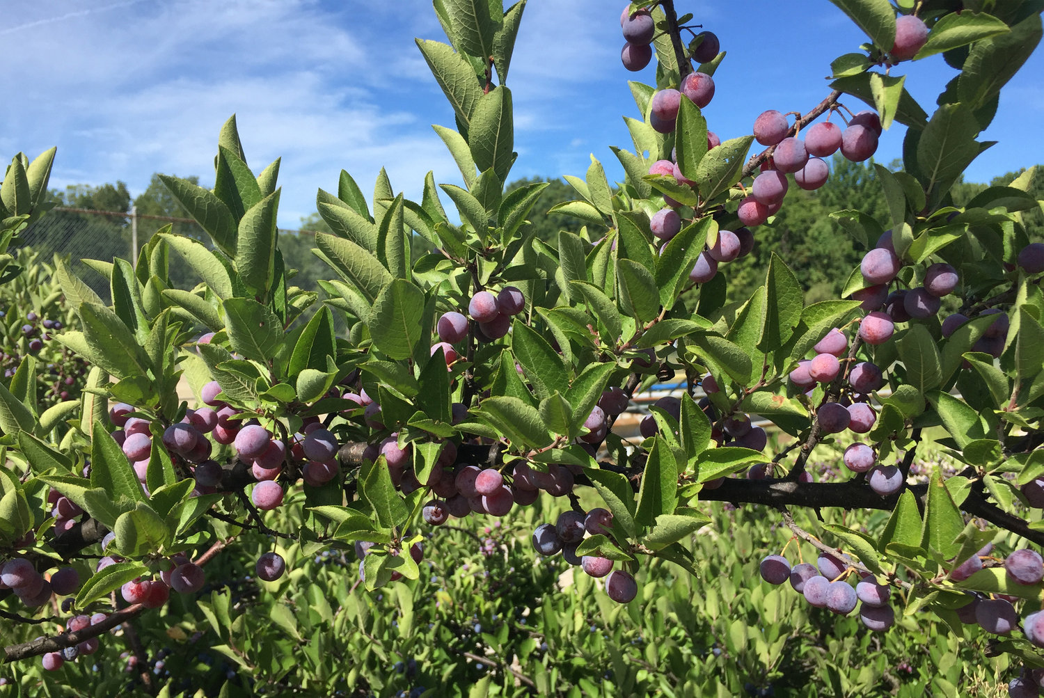 A North Smithfield nursery cultivating beach plum trees and more