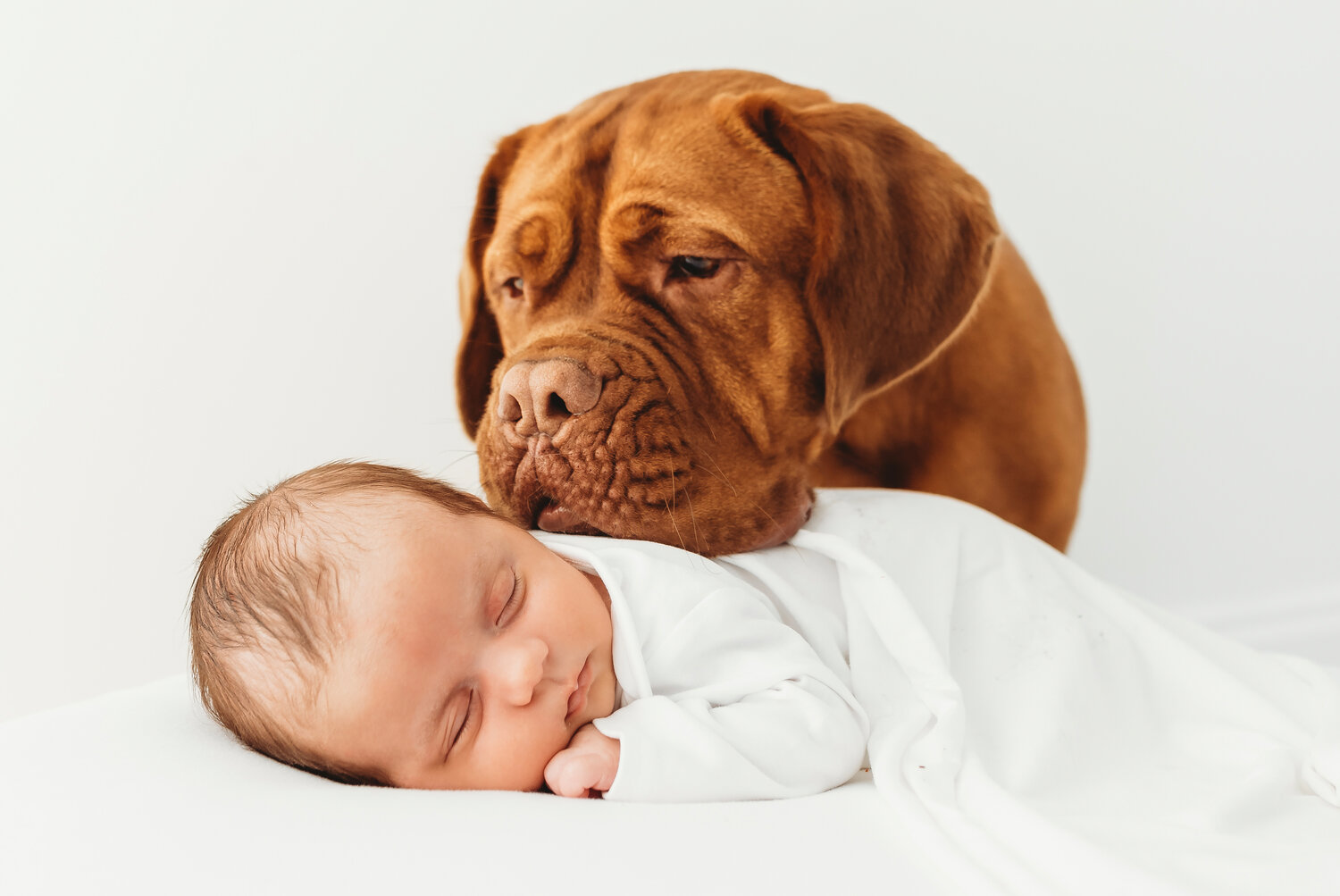 Pet Meets Baby workshops help ease the transition for all