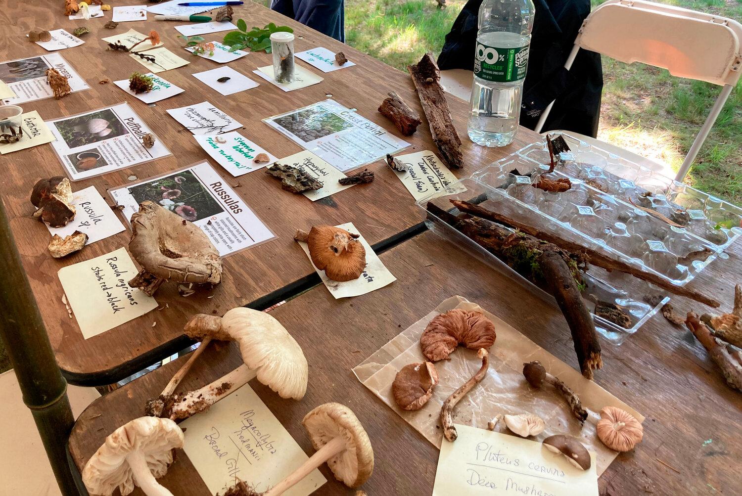 Mushrooms identified by the fungi team