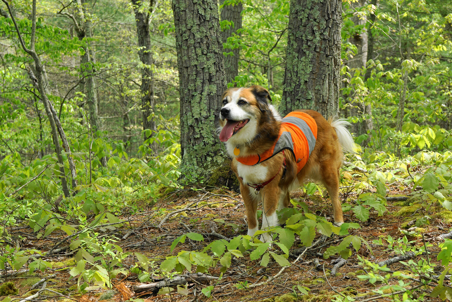 Keep dogs safe by outfitting in safety orange